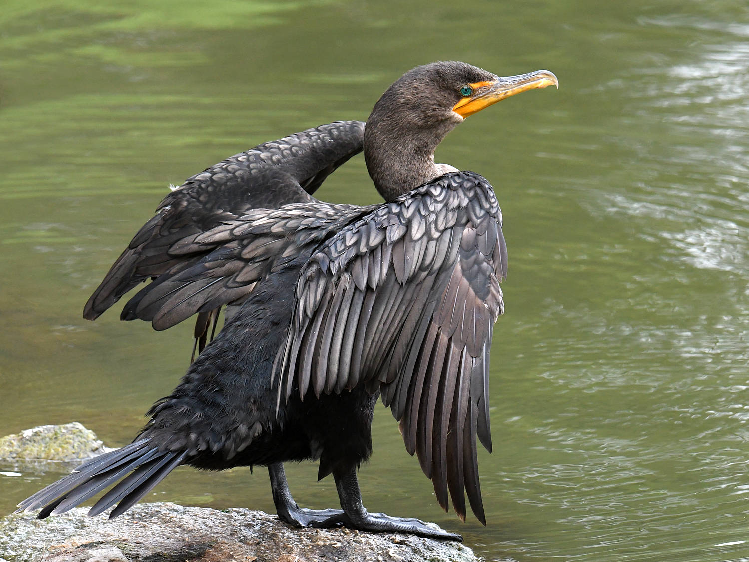 Cormorant3.jpg