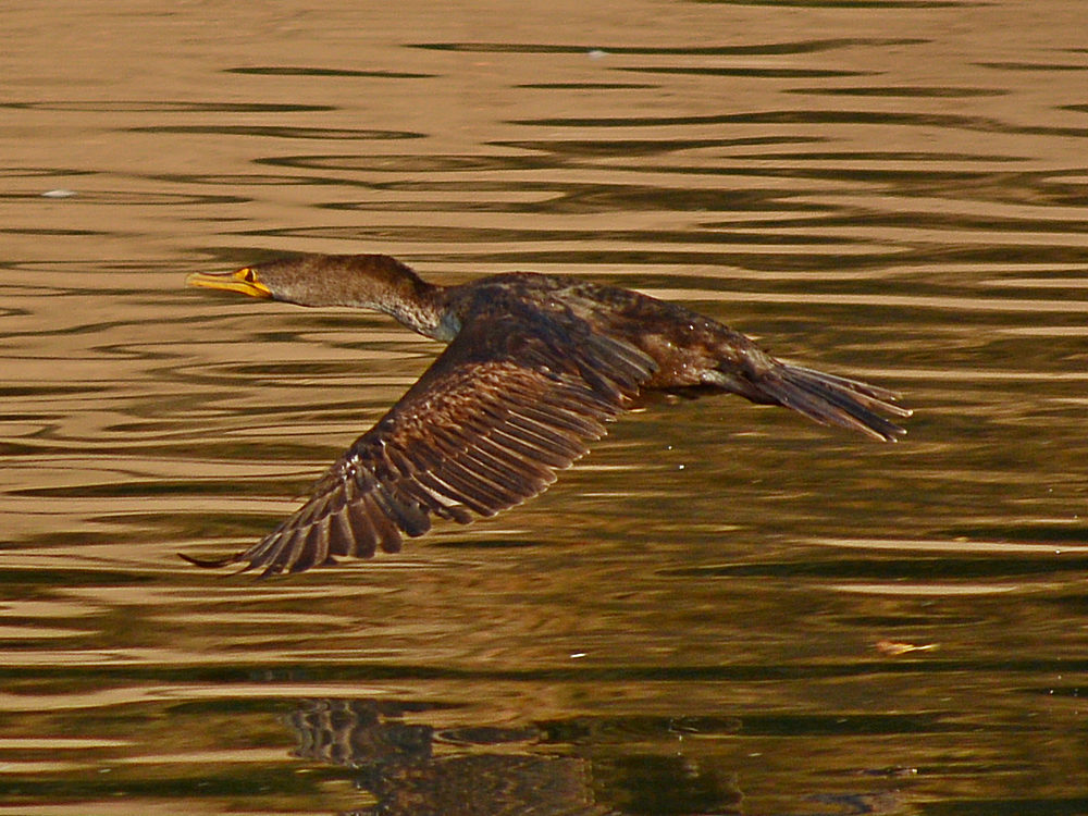 Cormorant3.jpg
