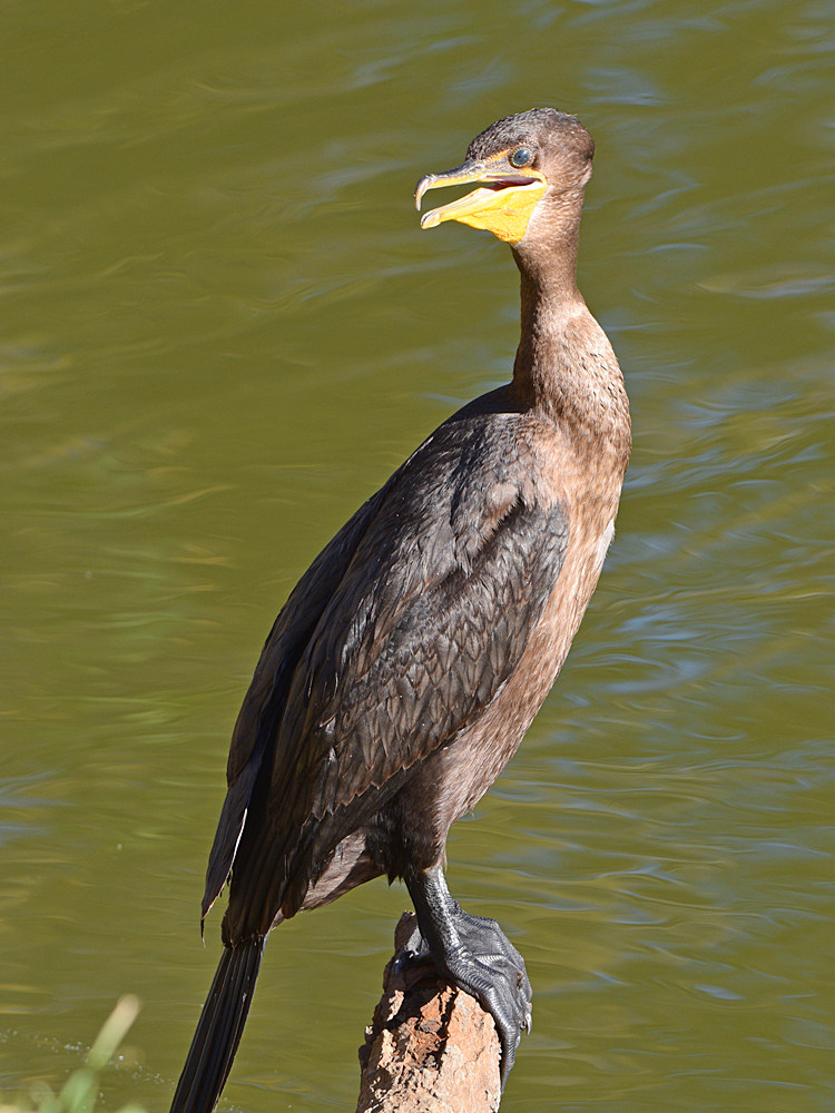 Cormorant4.jpg