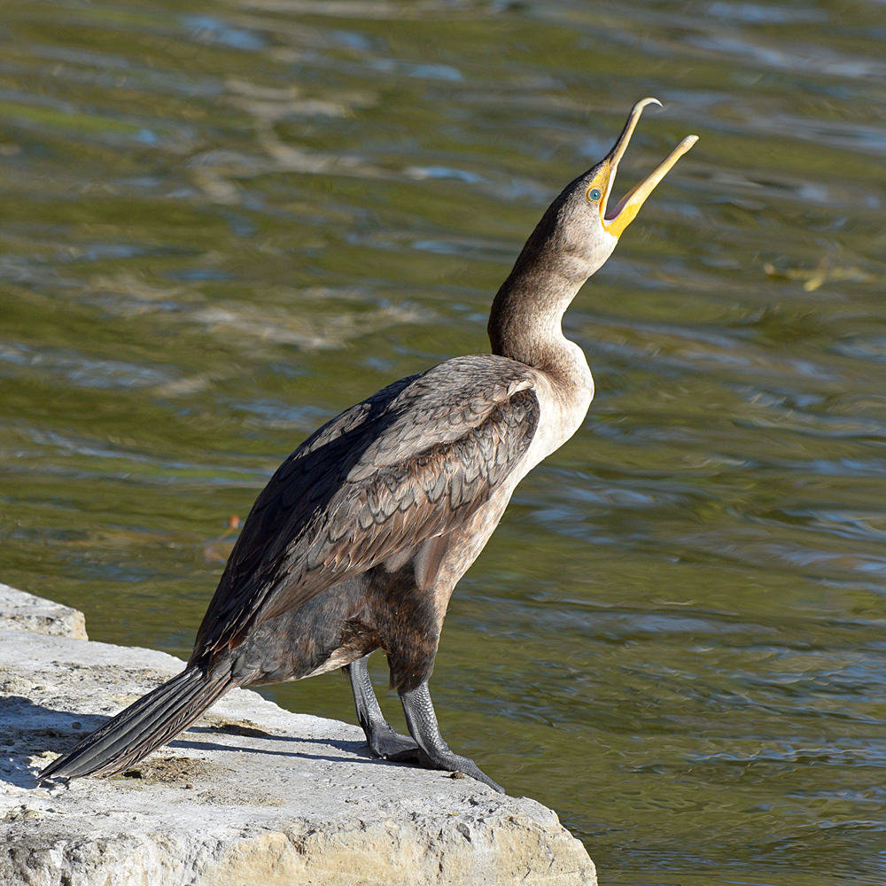 Cormorant4.jpg