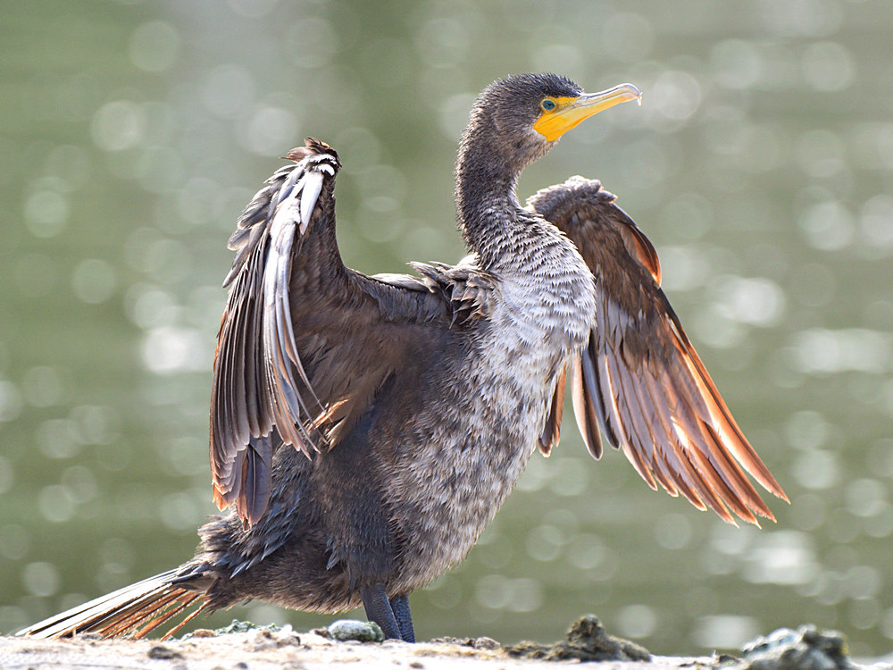 Cormorant4.jpg