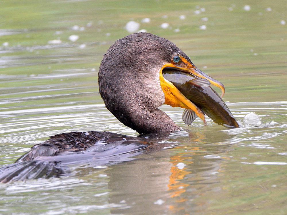 Cormorant4.jpg
