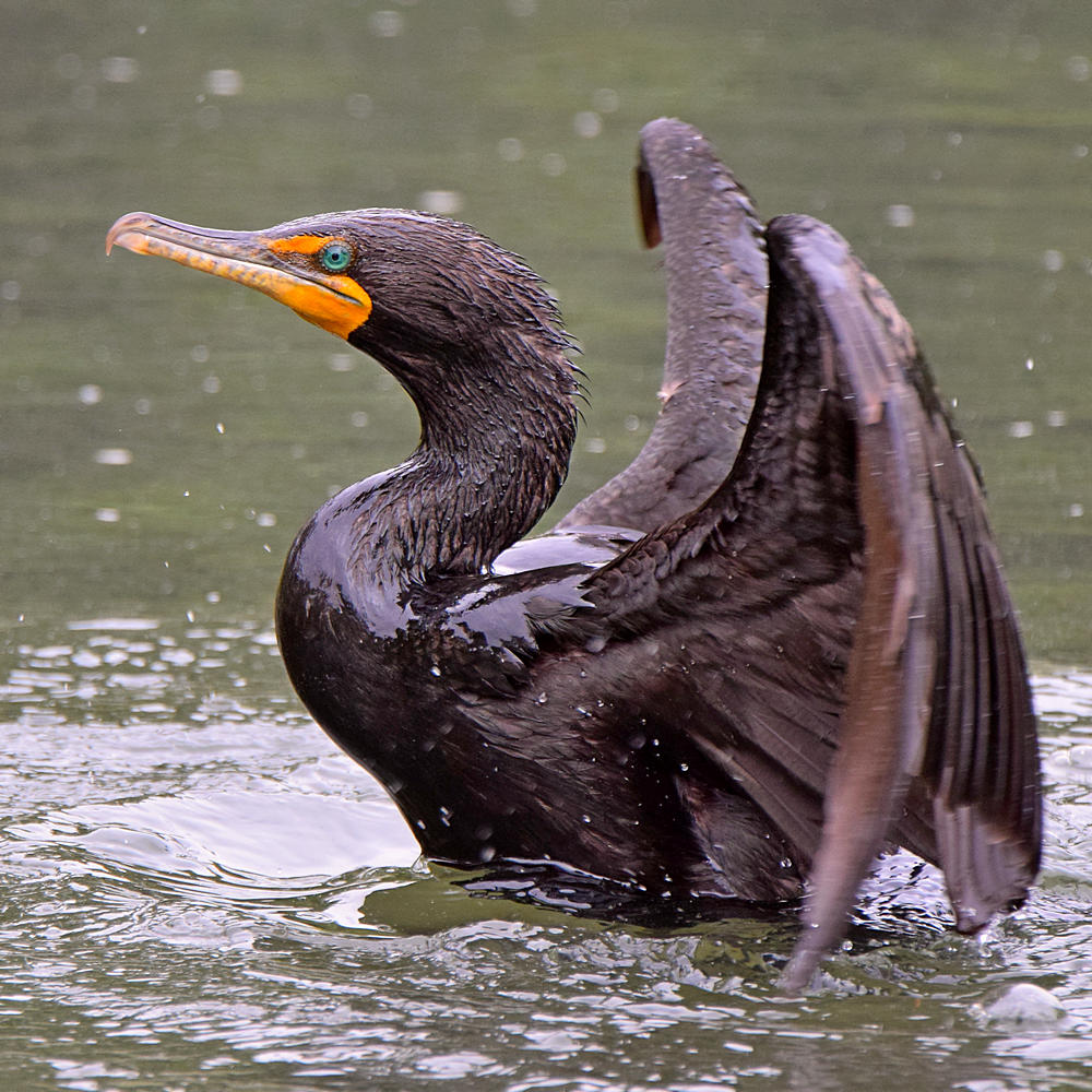 Cormorant4.jpg