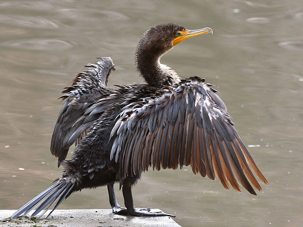 Cormorant4.jpg