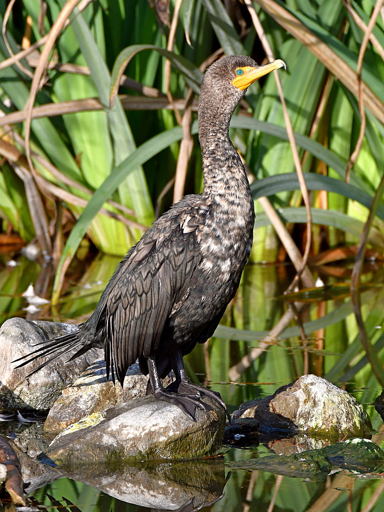 Cormorant4.jpg