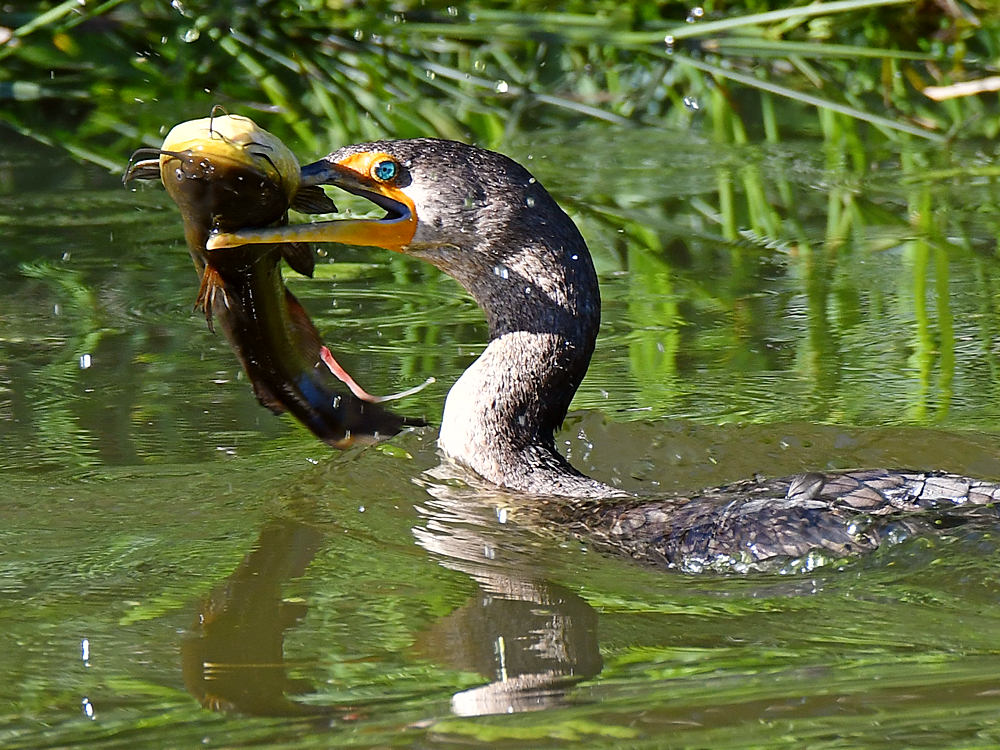 Cormorant4.jpg