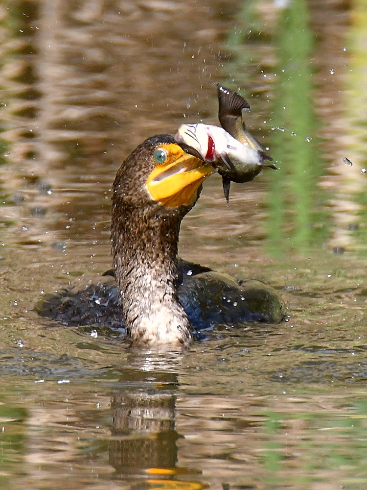 Cormorant4.jpg