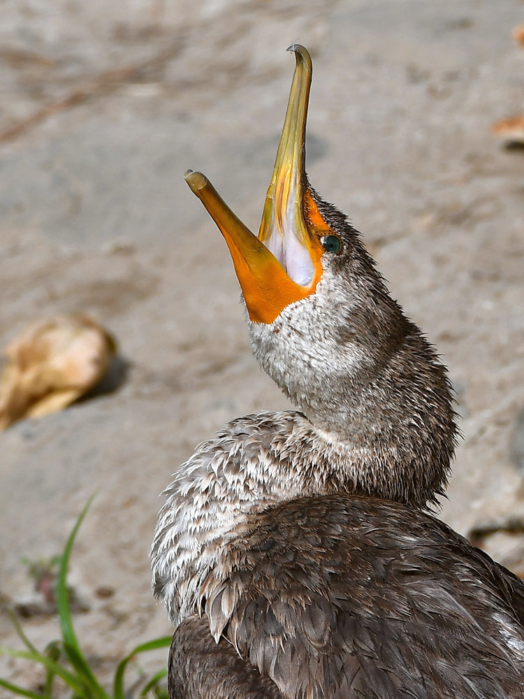 Cormorant4.jpg