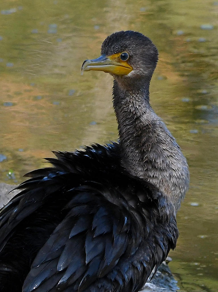 Cormorant4.jpg