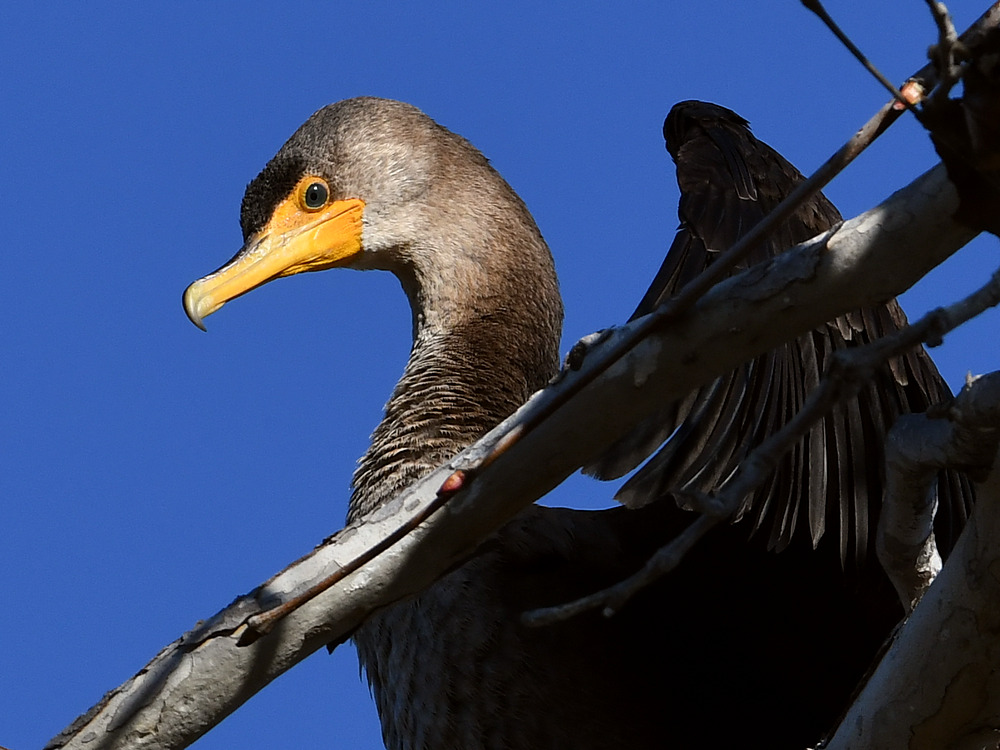 Cormorant4.jpg