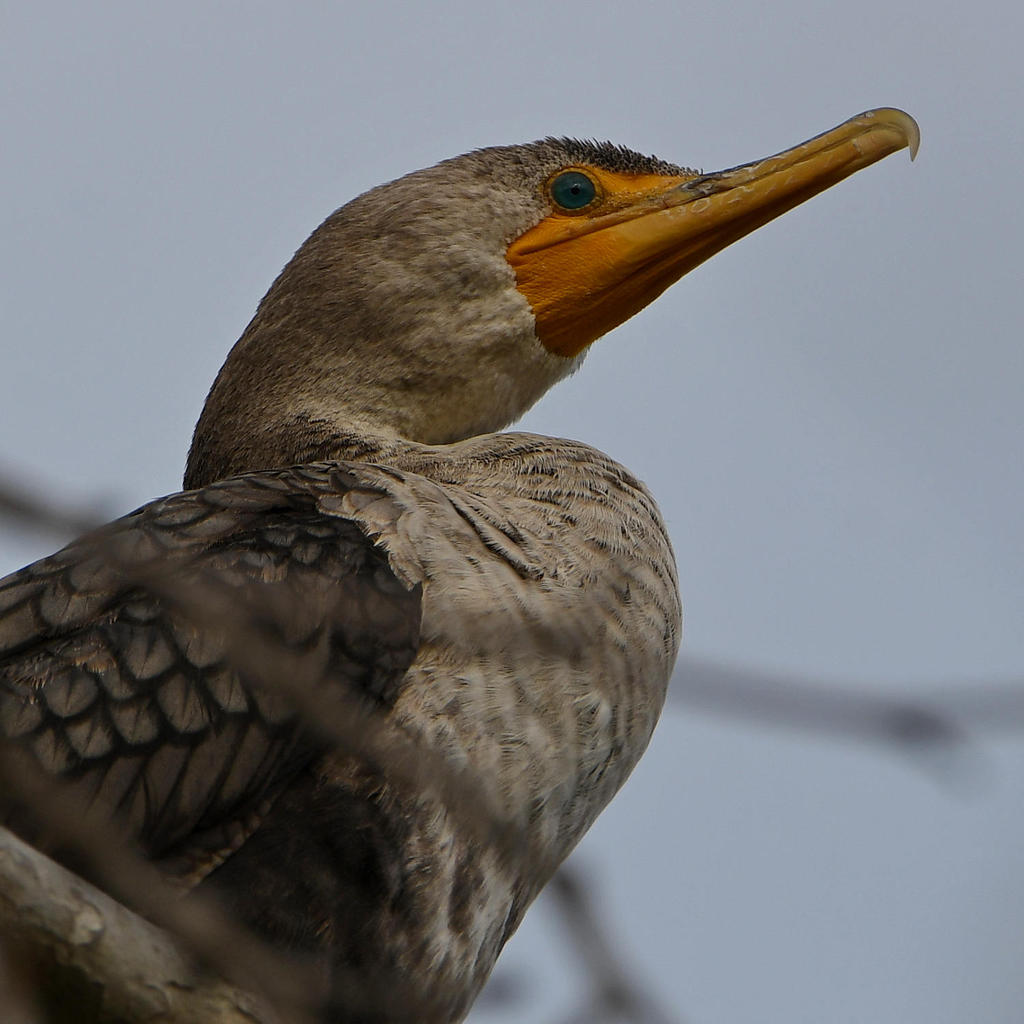 Cormorant4.jpg