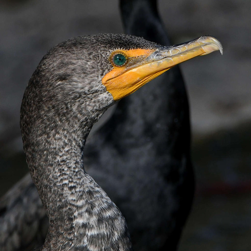 Cormorant4.jpg
