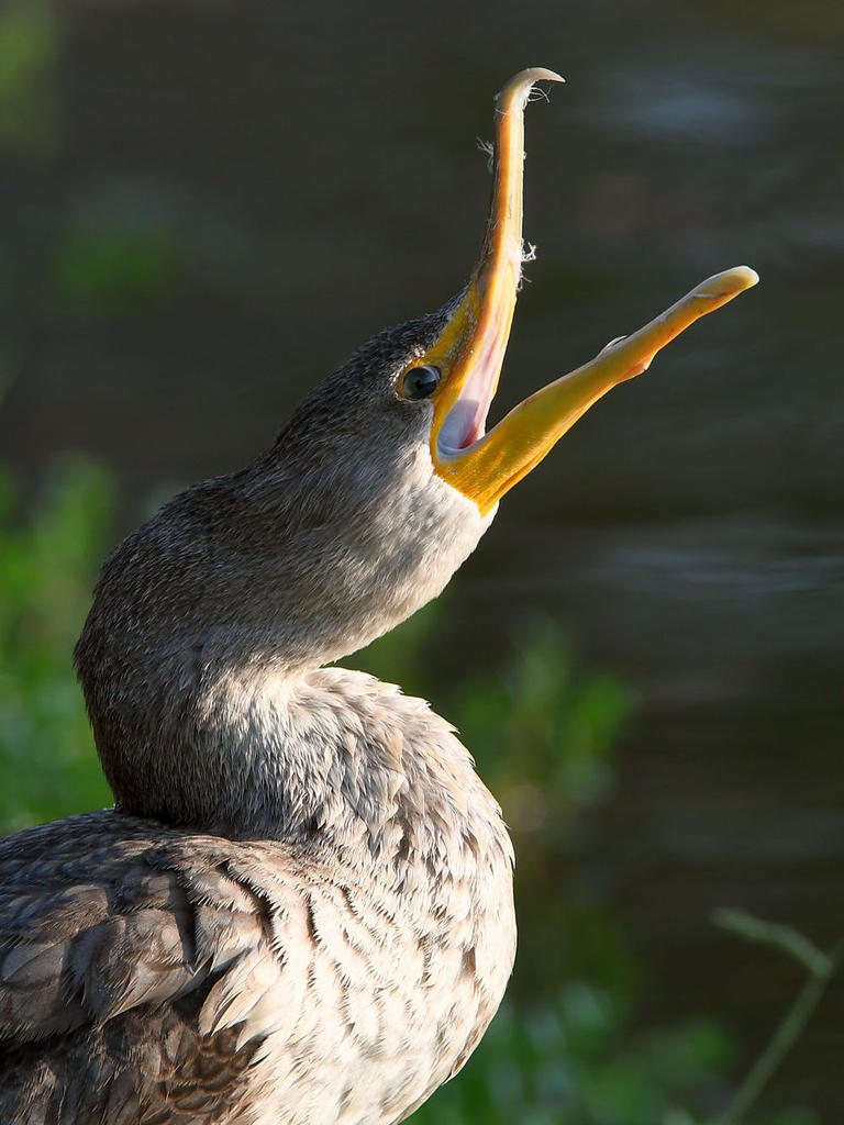 Cormorant4.jpg