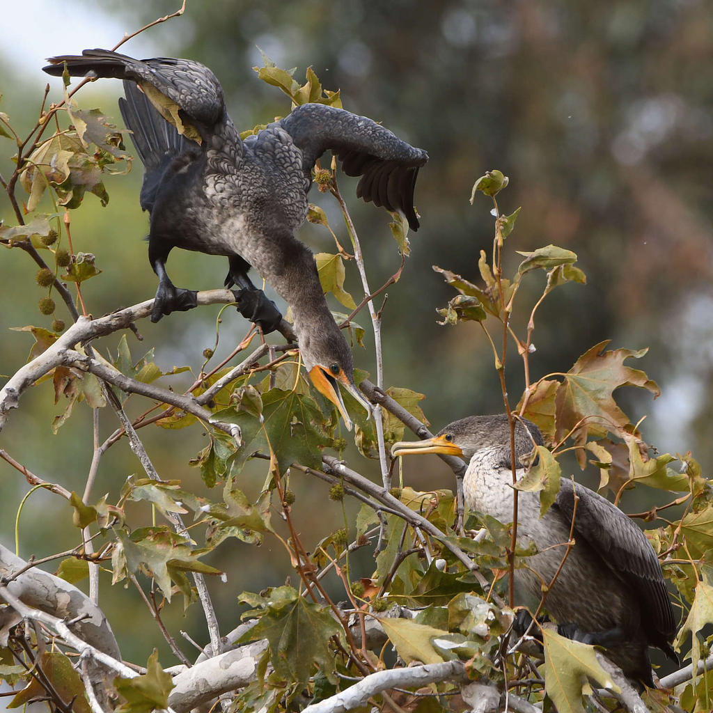 Cormorant4.jpg