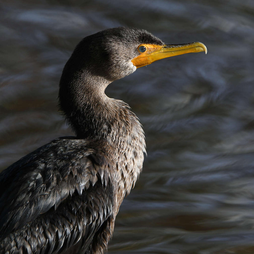 Cormorant4.jpg