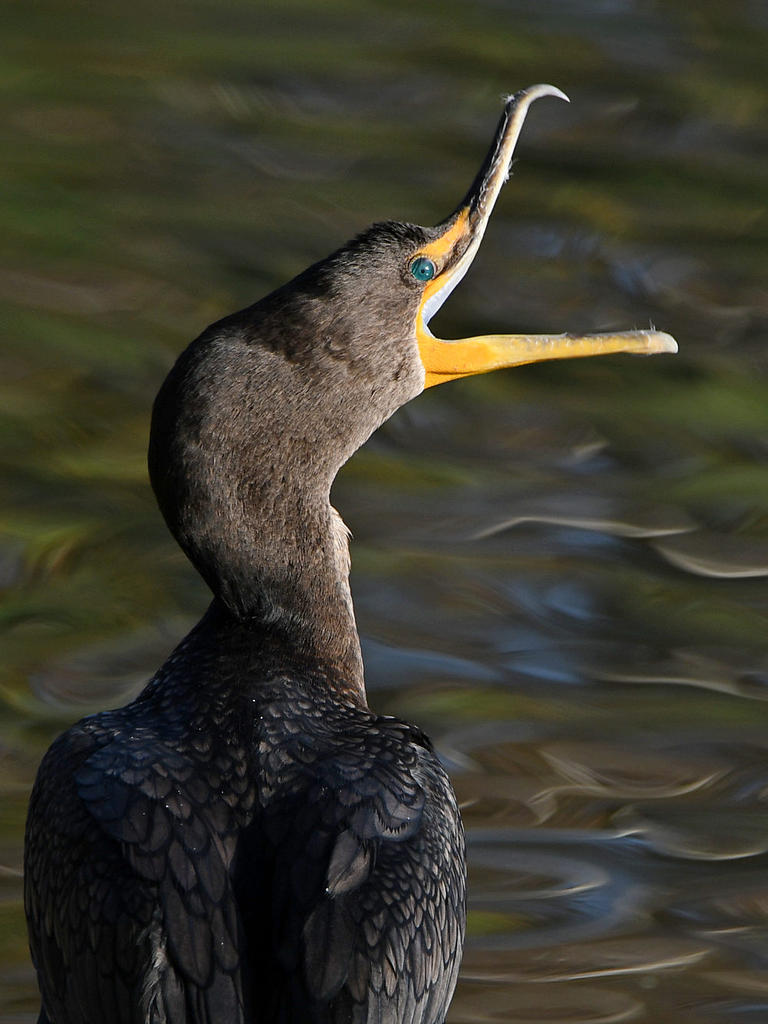 Cormorant4.jpg
