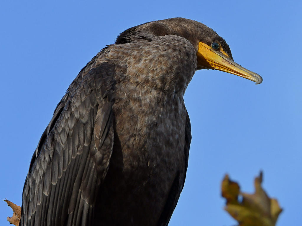 Cormorant4.jpg
