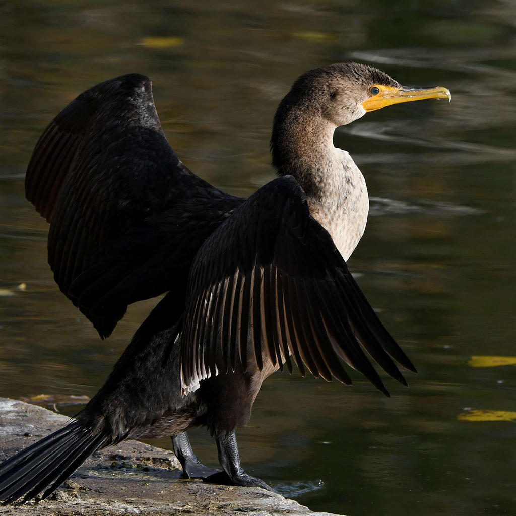Cormorant4.jpg