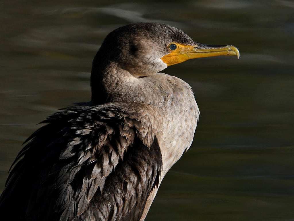 Cormorant4.jpg