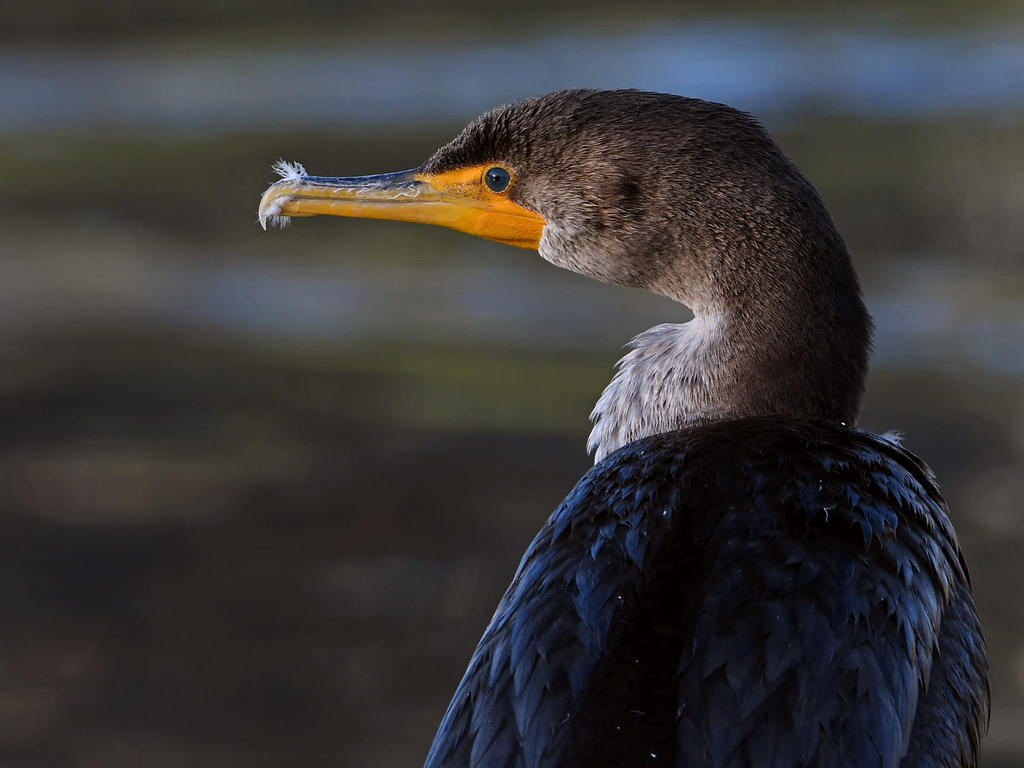 Cormorant4.jpg