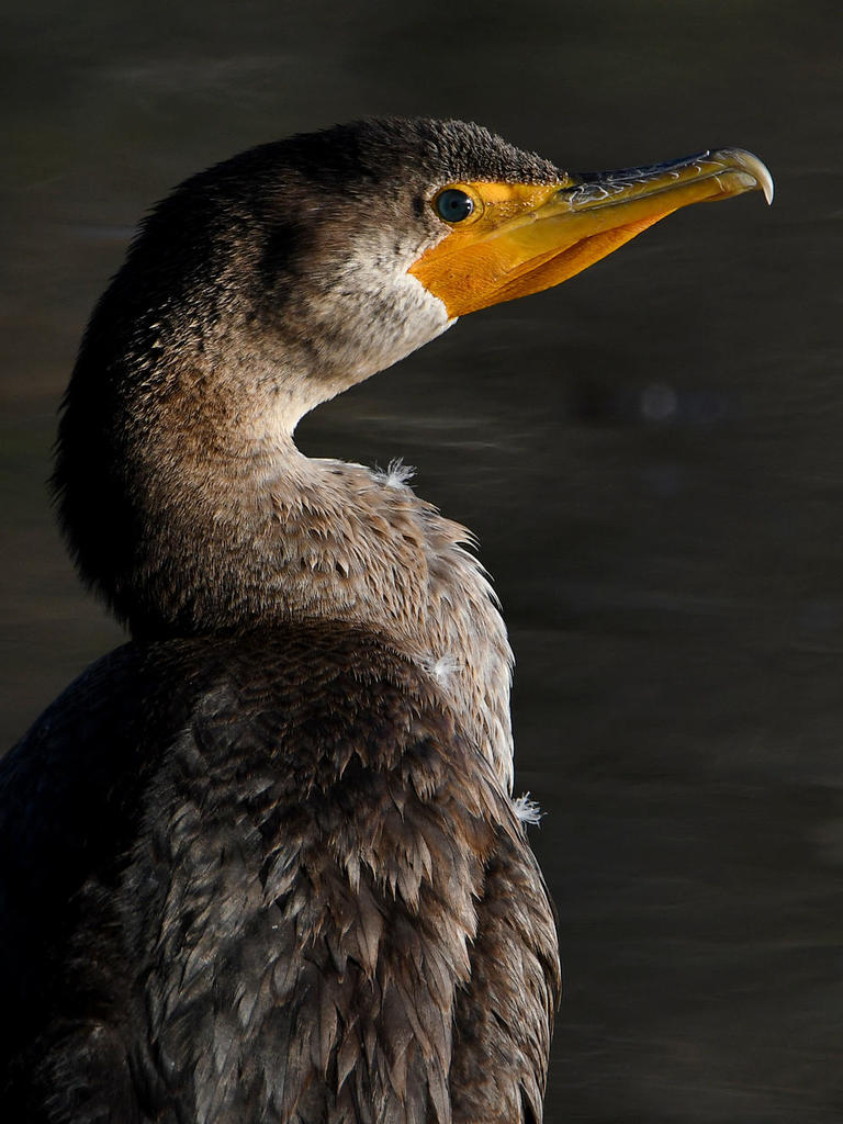Cormorant4.jpg