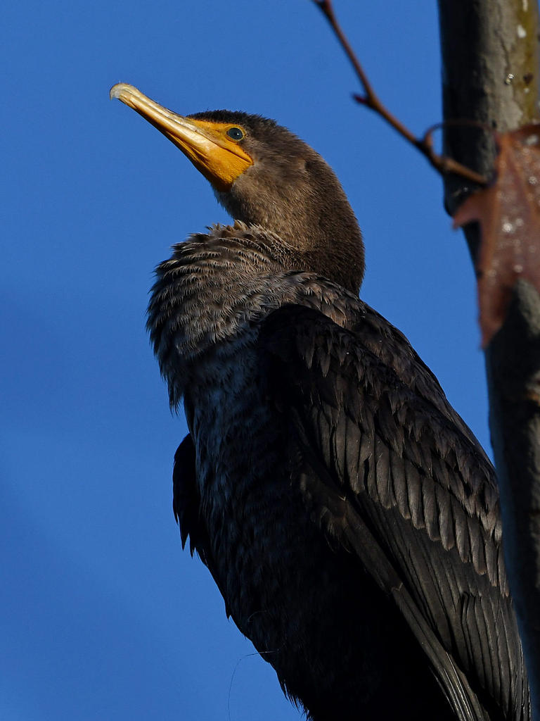Cormorant4.jpg