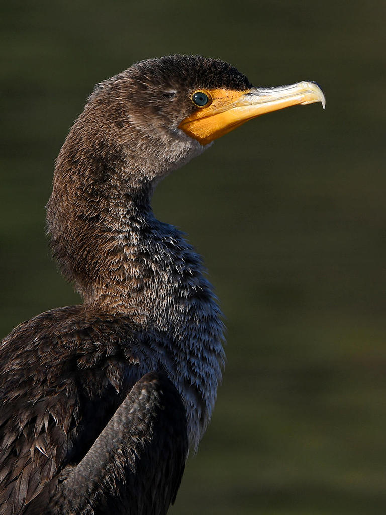 Cormorant4.jpg