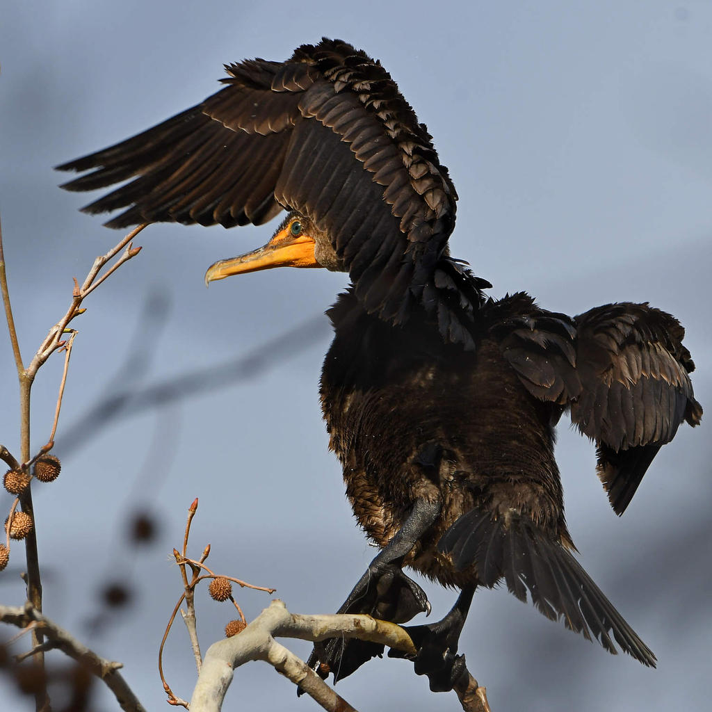 Cormorant4.jpg