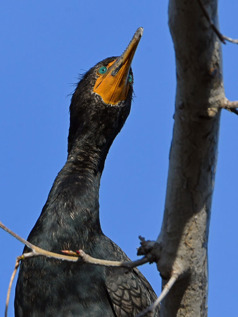 Cormorant4.jpg