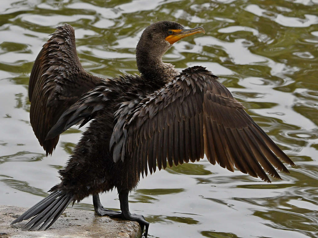 Cormorant4.jpg