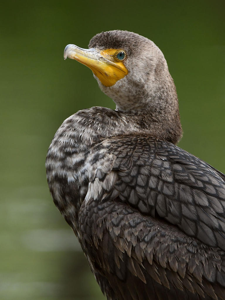 Cormorant4.jpg