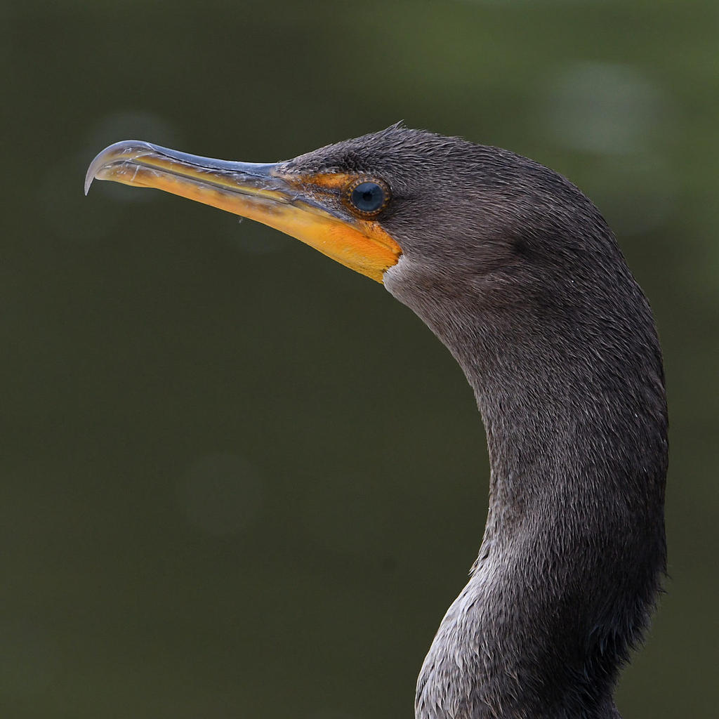 Cormorant4.jpg