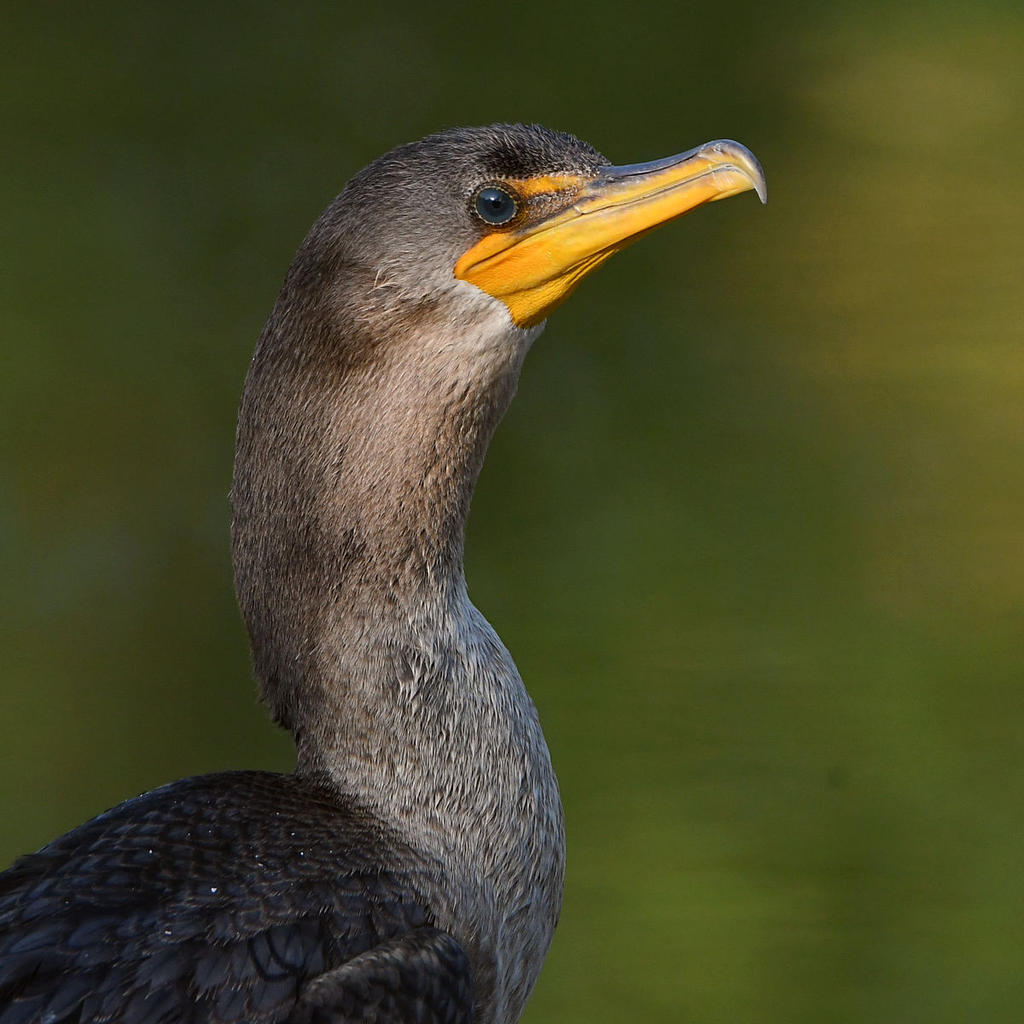 Cormorant4.jpg