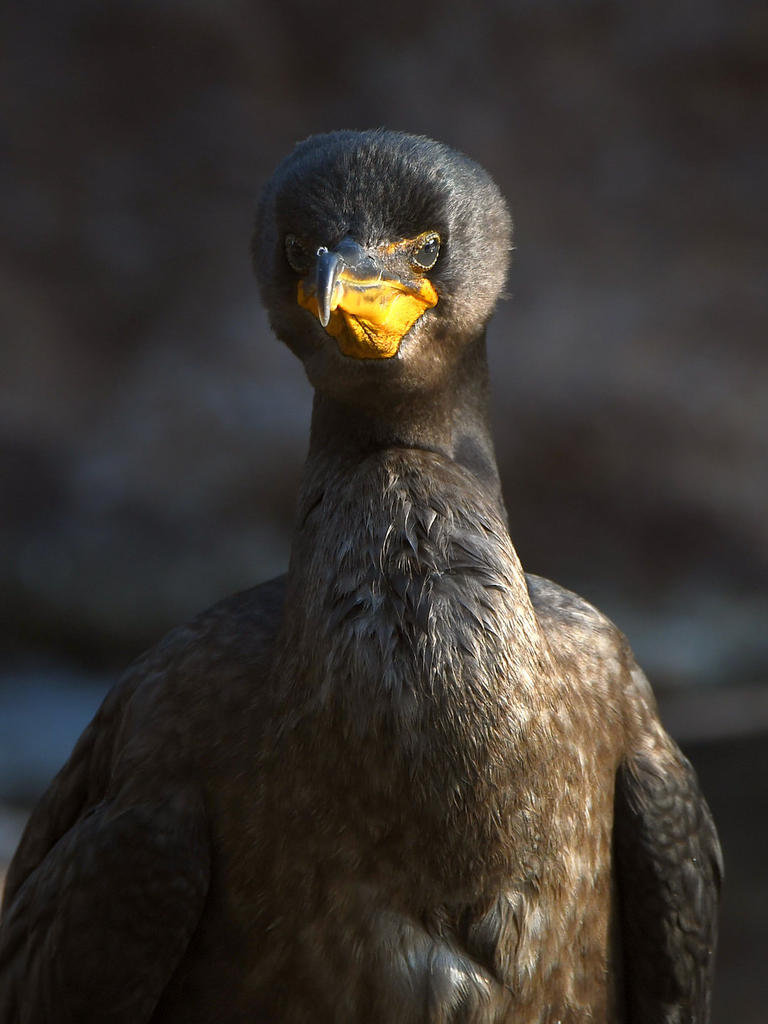 Cormorant4.jpg