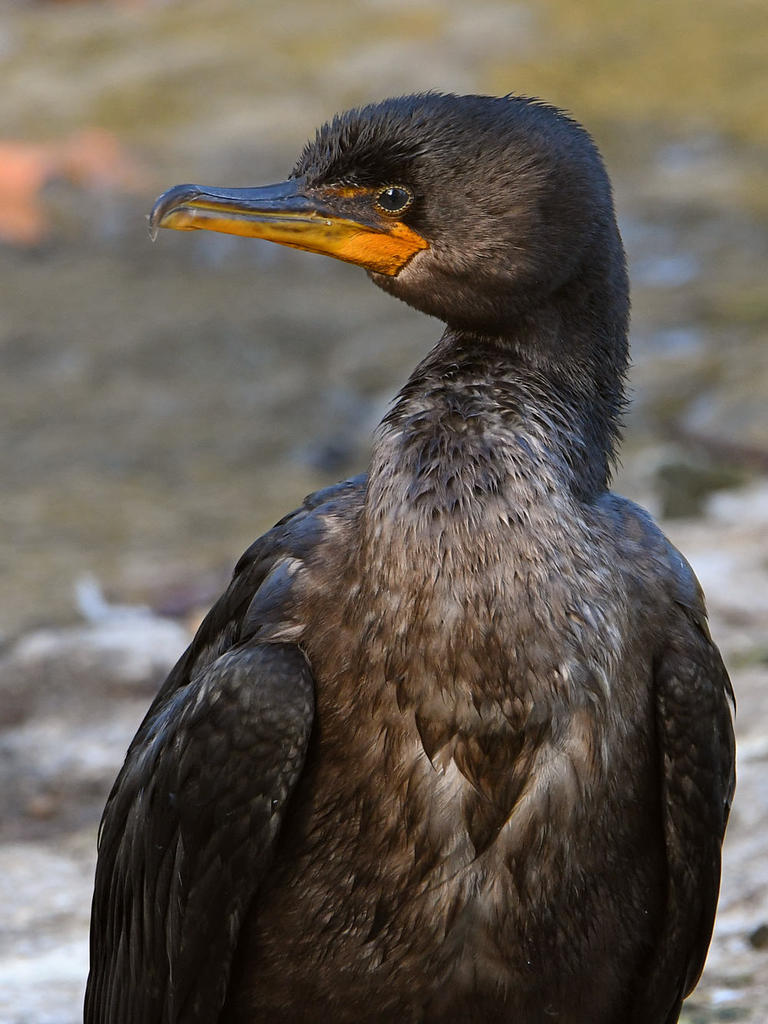 Cormorant4.jpg