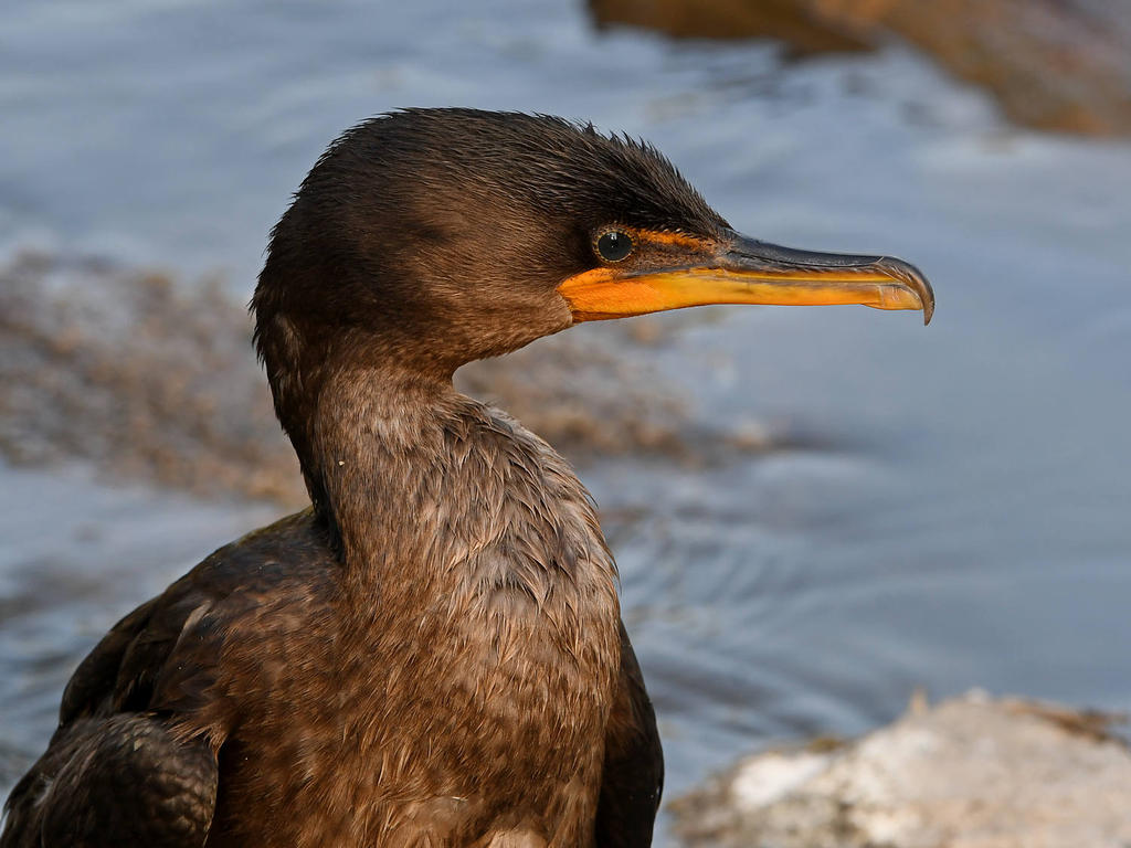 Cormorant4.jpg
