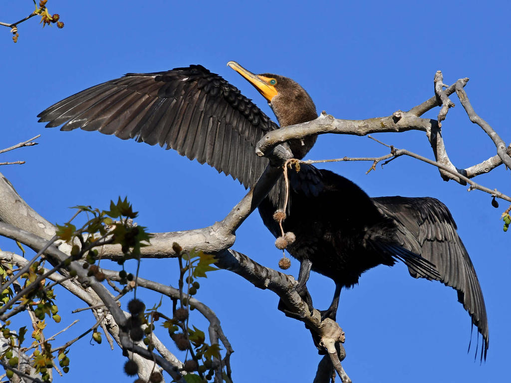 Cormorant4.jpg