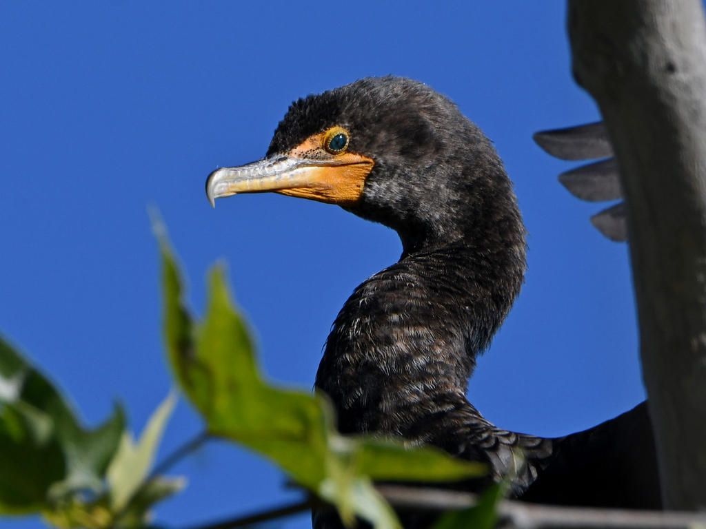 Cormorant4.jpg