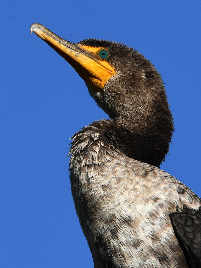 Cormorant4.jpg