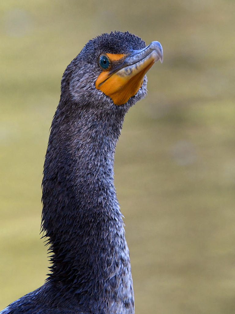 Cormorant4.jpg
