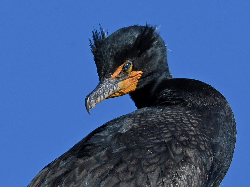 Cormorant4.jpg