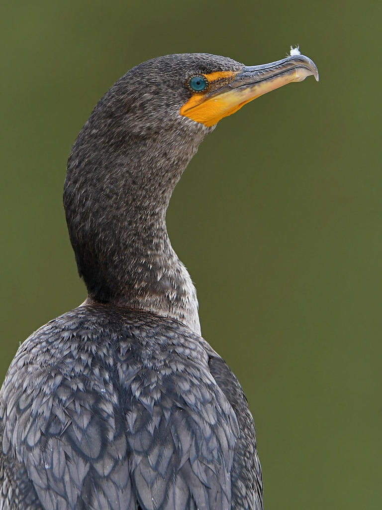 Cormorant4.jpg