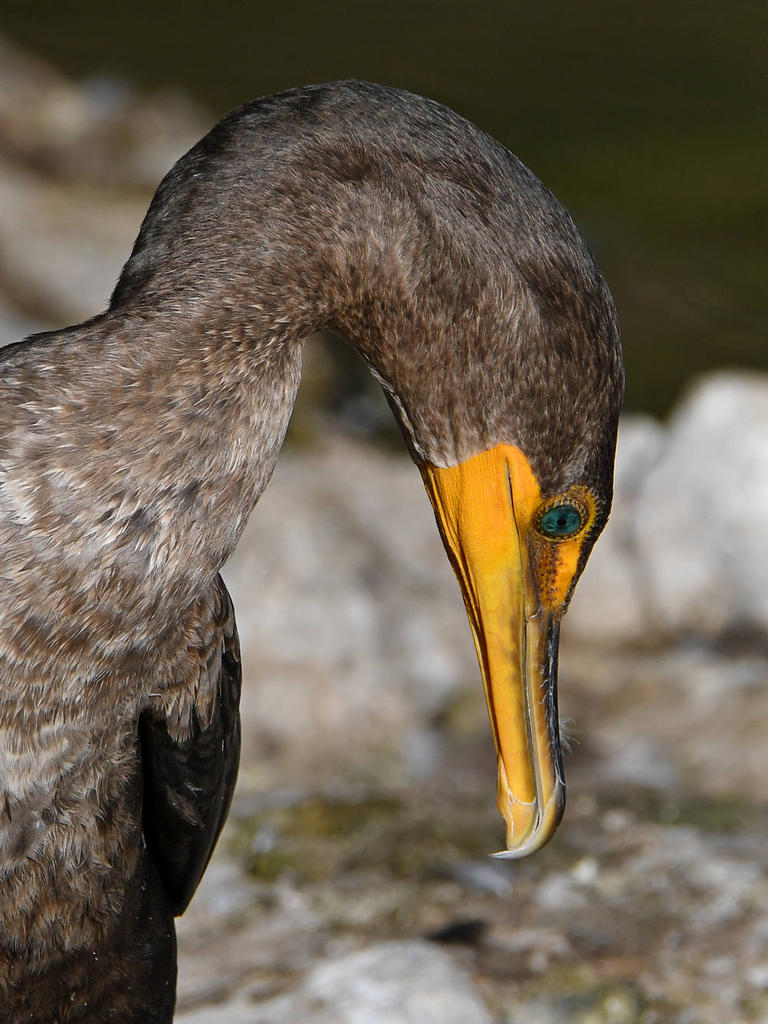 Cormorant4.jpg