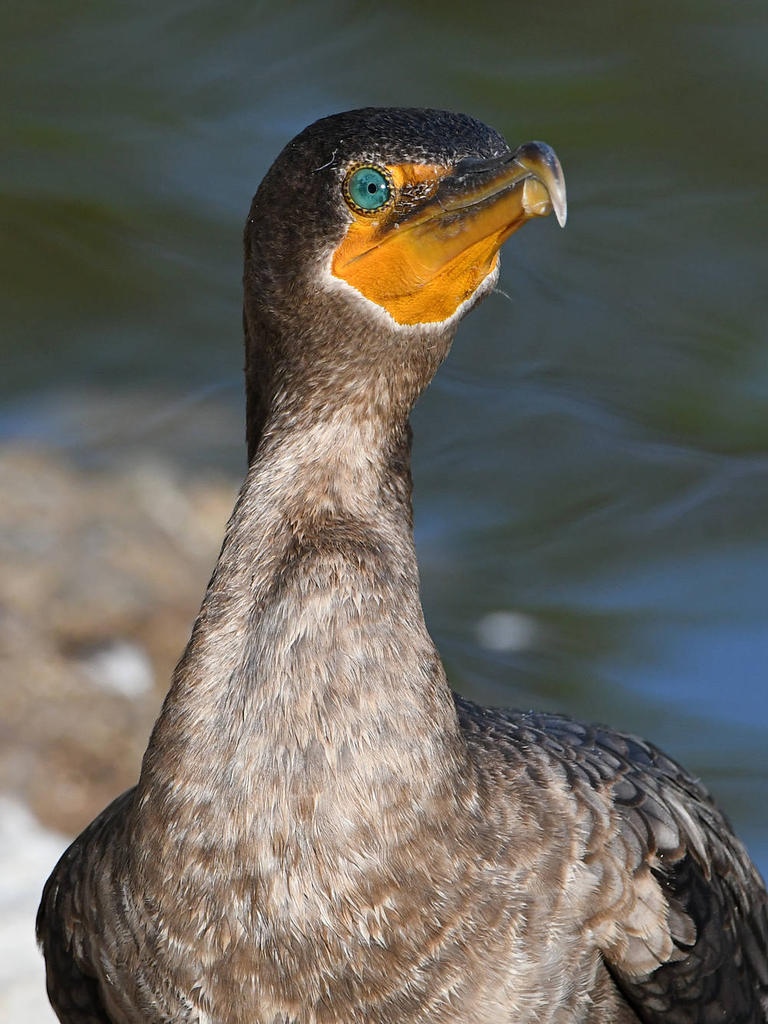 Cormorant4.jpg