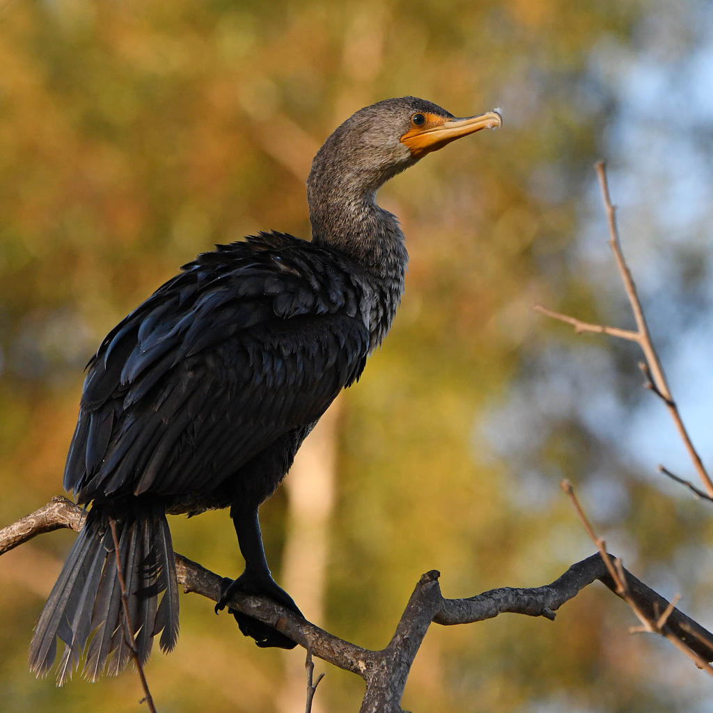Cormorant4.jpg