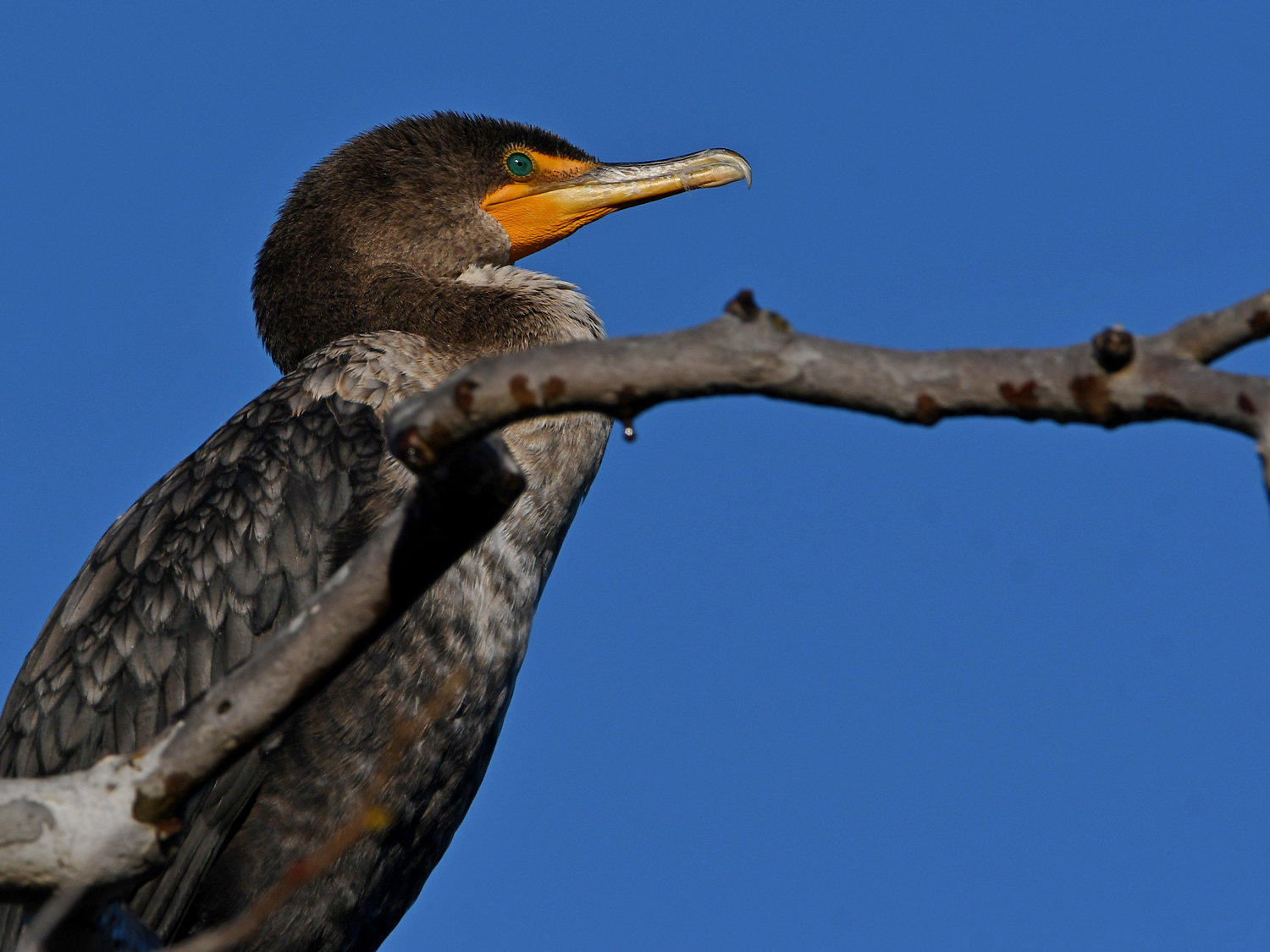 Cormorant4.jpg
