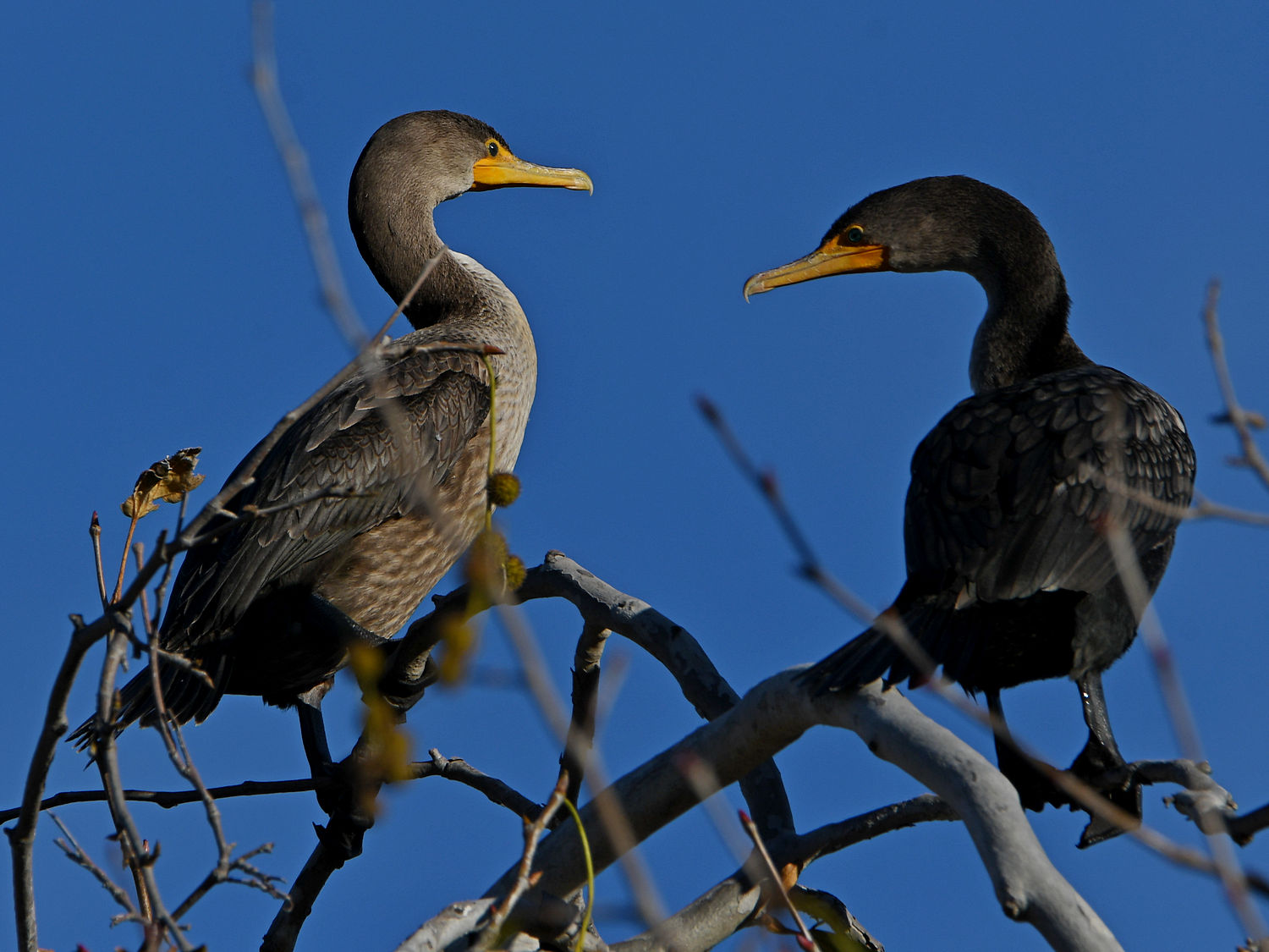 Cormorant4.jpg