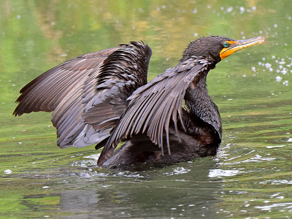 Cormorant5.jpg