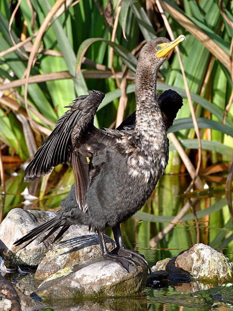 Cormorant5.jpg