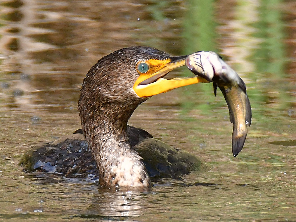 Cormorant5.jpg